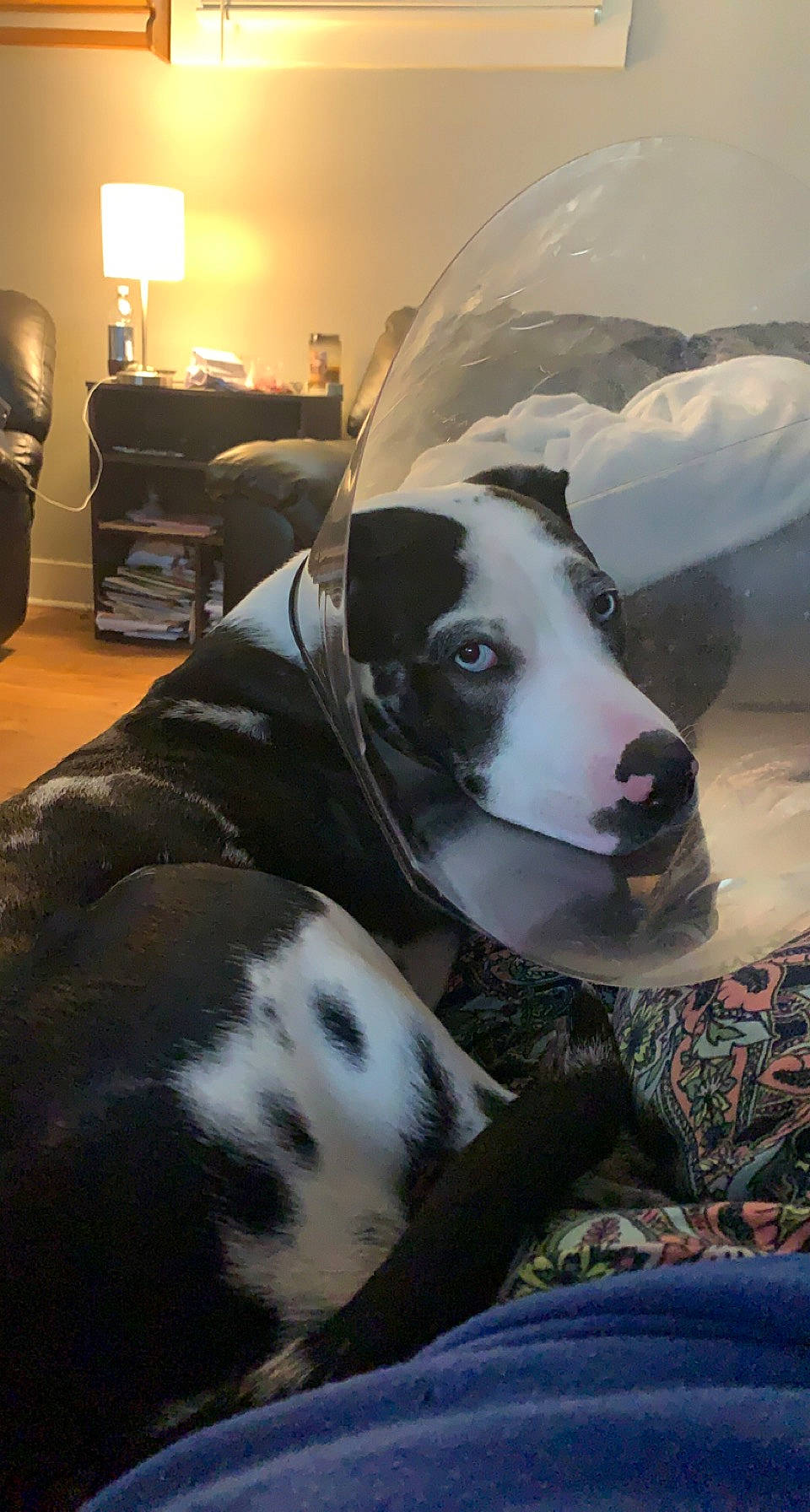 Reggie is registered to the contest to win money with this photo: ball, canidae, carnivore, comfort, companion_dog, dog, dog_breed, dog_supply, fawn, football, fur, giant_dog_breed, great_dane, guard_dog, lamp, snout, sporting_group, whiskers, working_animal, working_dog