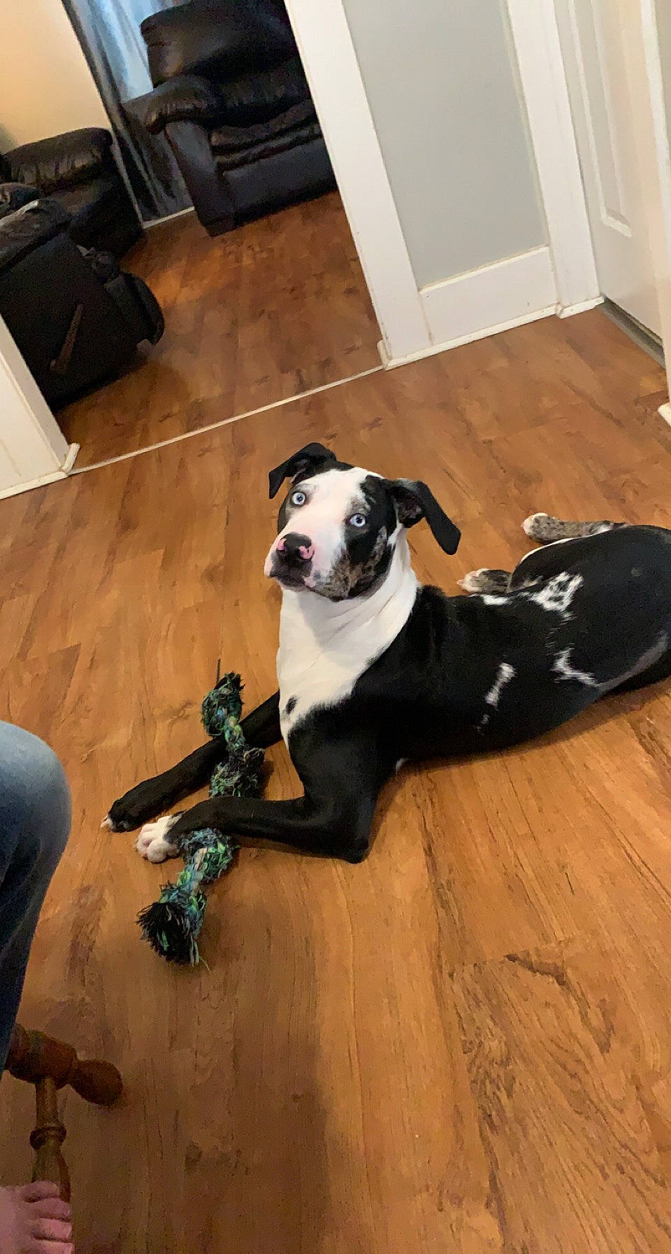 Reggie joined the competition — help win amazing prizes! carnivore, collar, companion_dog, dog, dog_breed, dog_collar, dog_supply, door, fawn, floor, flooring, hardwood, laminate_flooring, pet_supply, room, tail, wood, wood_flooring, wood_stain, working_animal