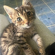 Dolly joined the competition — help win amazing prizes! adorable, big_eyes, cat, close_up, curious, domestic_animal, feline, fur, indoor, kitten, looking_at_camera, paw, pet, pointed_ears, portrait, sitting, tabby, tiled_floor, whiskers, young_animal