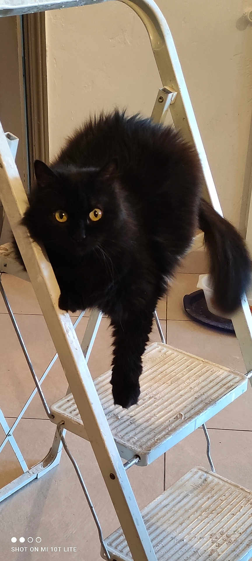 Capucine participe au concours pour gagner de l'argent avec cette photo : cat, black_cat, yellow_eyes, fluffy_fur, step_ladder, indoor, floor_tiles, relaxed, paw, feline, pet, animal, domestic_cat, resting, household_item, metal, white, curious, looking, one_paw_down