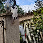 Doumé a rejoint le concours — aidez-le/la à gagner de superbes lots ! animal, arbour, architecture, building, cat, fence, garden, gate, house, housing, lamp, nature, outdoors, path, patio, pet, porch, railing, sphere, walkway