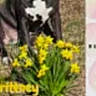 dog, yellow_flowers, calendar, text, black_dog, white_patch, grass, outdoor, pet, blurred, flower_bed, spring, animal, plant, nature, domestic_animal, background, garden, photo, sitting