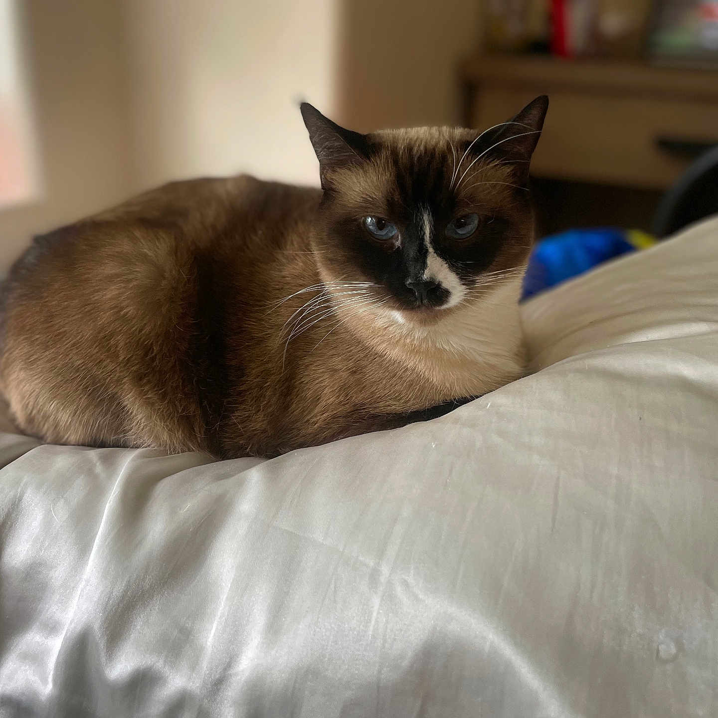 Pookie joined the competition — help win amazing prizes! abyssinian, animal, bed, bedroom, blanket, cat, computer, cushion, electronics, furniture, homedecor, indoors, kitten, laptop, linen, manx, pet, quilt, room, siamese