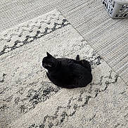 Minnie is registered to the contest to win money with this photo: animal, black_cat, carpet, cat, cozy, domestic, feline, floor, fur, home, household, indoor, laundry, laundry_basket, patterned_rug, pet, quiet, relaxed, resting, rug