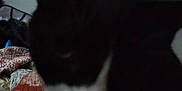 Minnie is registered to the contest to win money with this photo: cat, black_and_white, close_up, indoor, fabric, patterned, bed, blurred, feline, pet, whiskers, ears, animal, dark, shadow, soft_light, home, cozy, texture, room