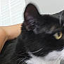 Minnie is registered to the contest to win money with this photo: cat, black_cat, white_fur, close_up, blurry, pet, animal, whiskers, ear, fur, indoor, human_arm, background, domestic_cat, feline, close_range, blurred_face, household, companion, cute