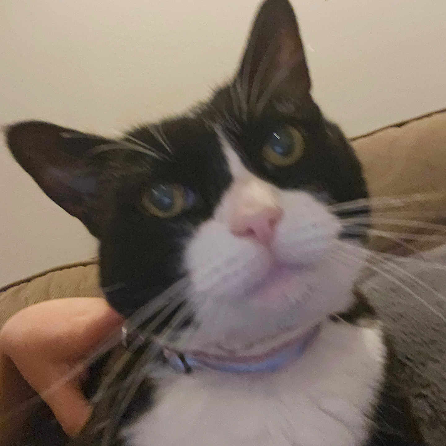 Minnie is registered to the contest to win money with this photo: black_and_white, cat, close_up, collar, couch, cozy, domestic_animal, ears, eye, feline, fur, hand, indoor, mammal, nose, pet, pets, portrait, wall, whiskers