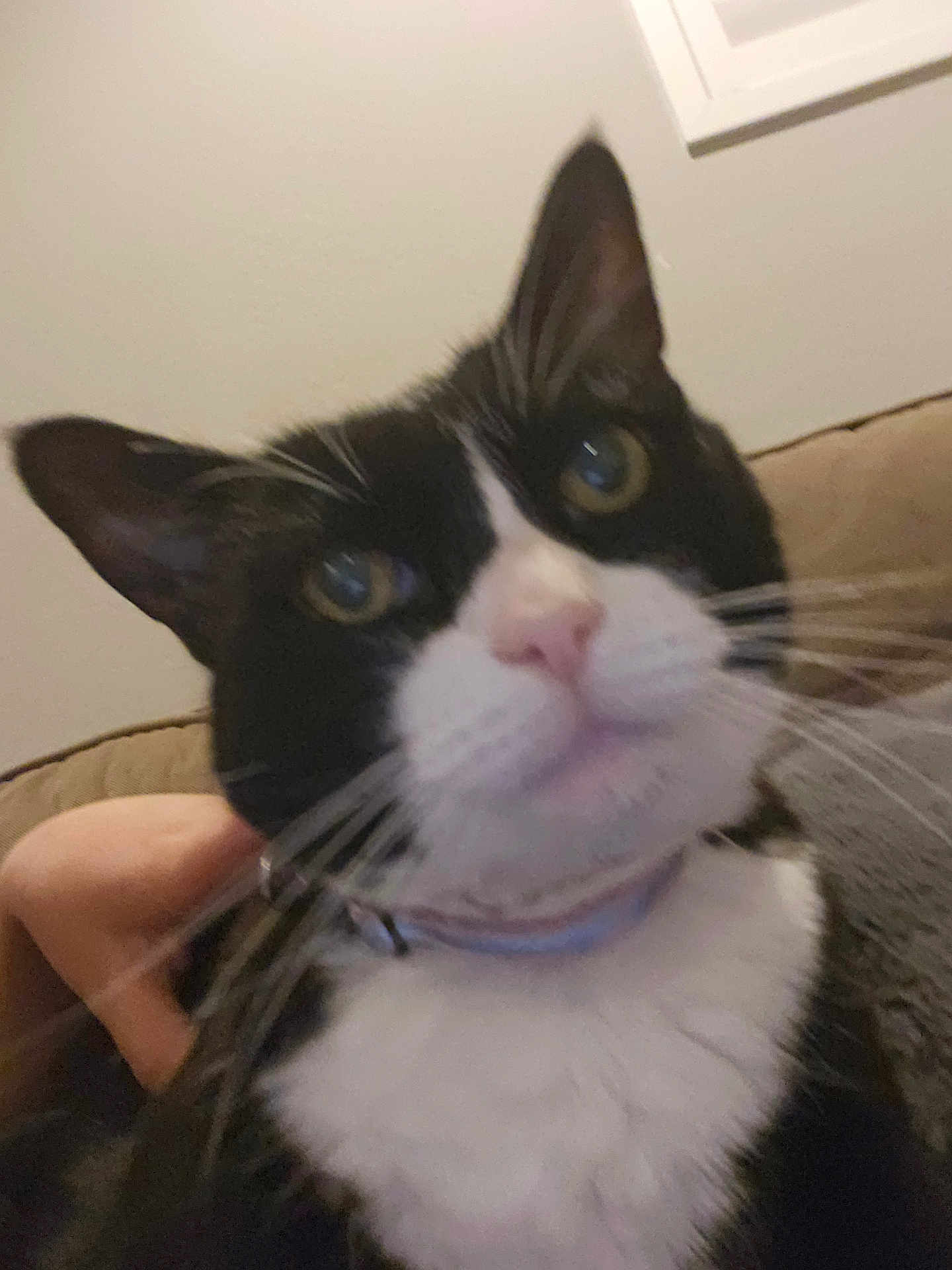 Minnie