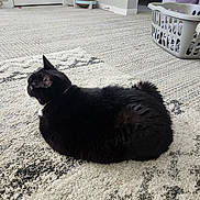 Minnie joined the competition — help win amazing prizes! cat, indoor, loaf, black_and_white, fur, carpet, rug, laundry_basket, door, home, pet, animal, relaxed, floor, cozy, side_view, whiskers, ears, tail, quiet