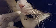 Minnie is registered to the contest to win money with this photo: animal, black_and_white, blanket, cat, close_up, collar, cozy, cute, domestic, face, feline, fur, indoor, nose, pet, portrait, resting, sleepy, soft, whiskers