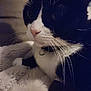 Minnie is registered to the contest to win money with this photo: cat, black_and_white, close_up, pet, animal, whiskers, nose, fur, collar, indoor, blanket, cozy, resting, face, portrait, feline, cute, soft, sleepy, domestic
