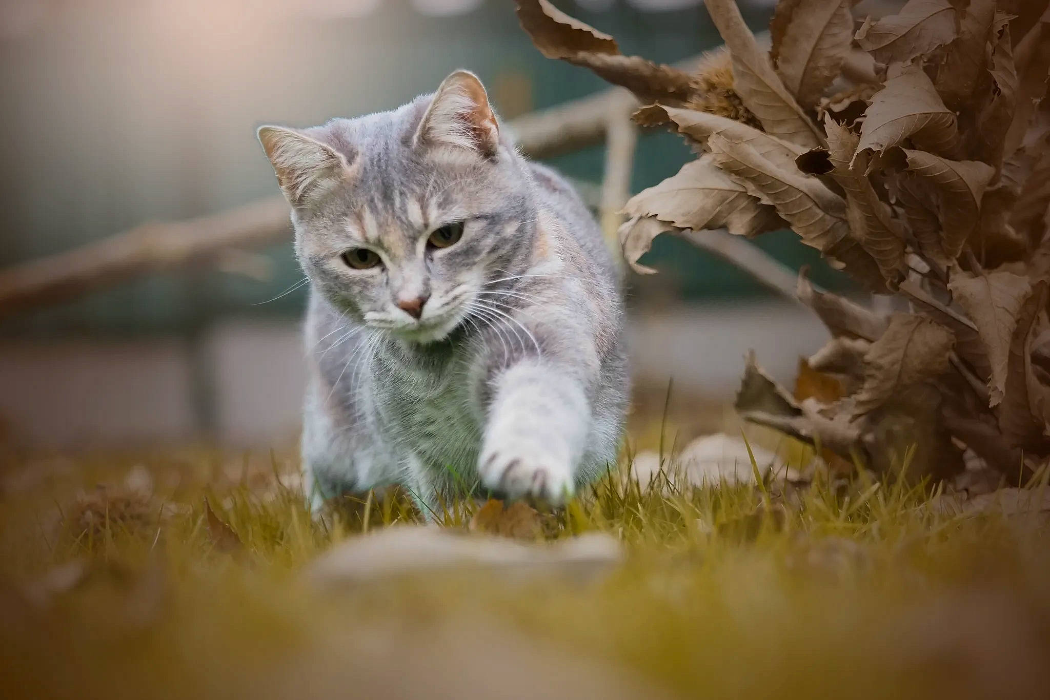 Pépite participe au concours pour gagner de l'argent avec cette photo : carnivore, cat, claw, domestic_short_haired_cat, eye, fawn, felidae, fur, grass, paw, photo_caption, plant, small_to_medium_sized_cats, snout, tail, terrestrial_animal, tree, twig, whiskers, wood