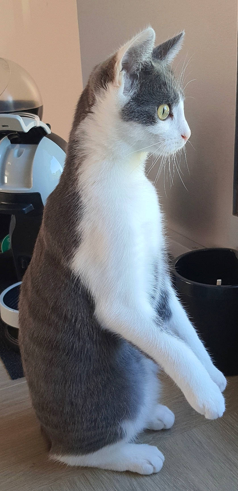 Tammy a rejoint le concours — aidez-le/la à gagner de superbes lots ! carnivore, cat, claw, comfort, domestic_short_haired_cat, felidae, foot, fur, paw, pet_supply, sitting, small_to_medium_sized_cats, snout, tail, terrestrial_animal, wall_plate, whiskers, window