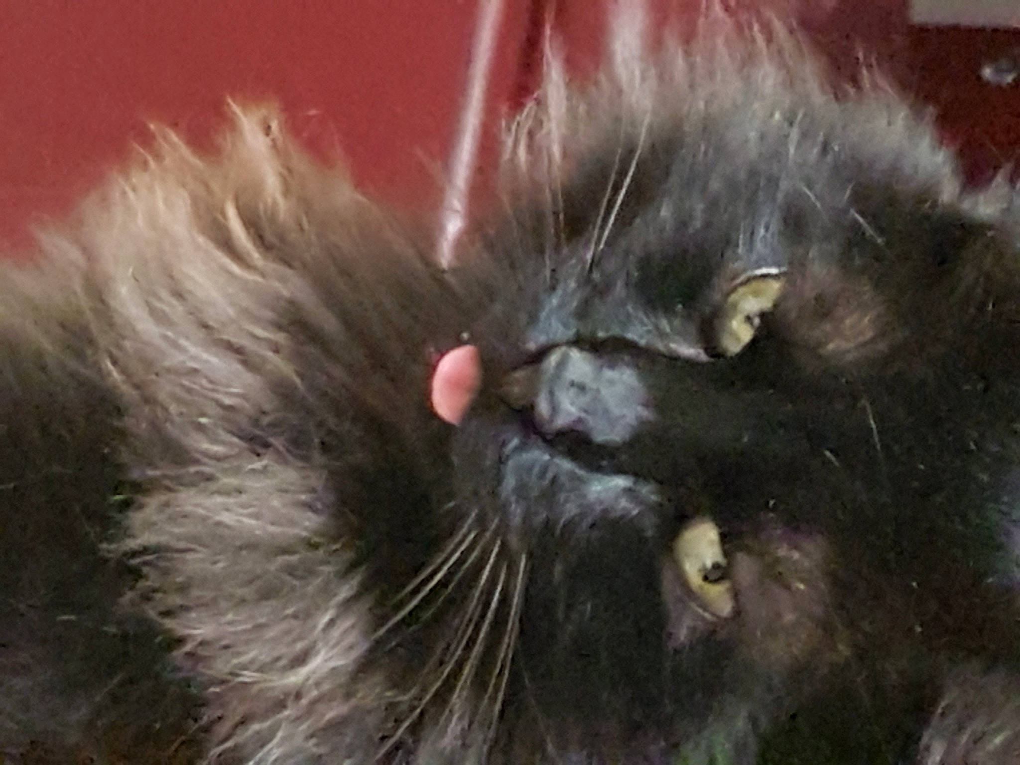 Reglisse a rejoint le concours — aidez-le/la à gagner de superbes lots ! asian_semi_longhair, black_cat, carnivore, cat, close_up, domestic_long_haired_cat, ear, felidae, fur, nebelung, small_to_medium_sized_cats, snout, whiskers