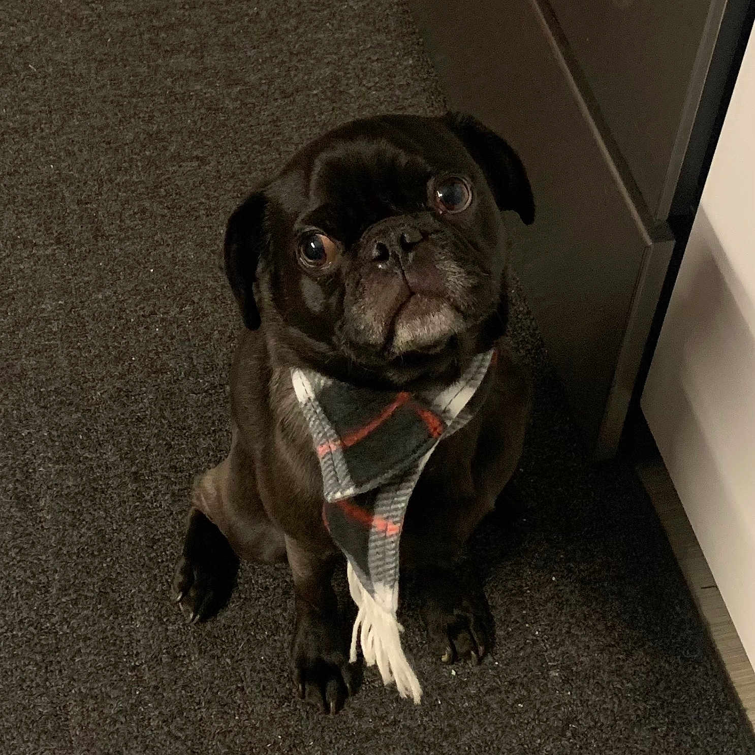 Jamaal is registered to the contest to win money with this photo: adorable, animal, black_dog, carpet, companion, cute, dog, domestic_animal, ears, face, fur, indoor, looking_up, paw, pet, plaid_scarf, pug, scarf, sitting, small_dog