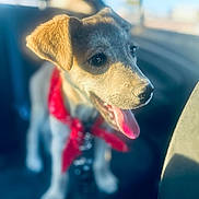 Zeke is registered to the contest to win money with this photo: animal, bright, canine, car_interior, closeup, collar, cute, dog, domestic_animal, fur, happy, pet, puppy, red_bandana, seat, sitting, sunlight, tongue_out, vehicle, young_dog
