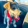 animal, bright, canine, car_interior, closeup, collar, cute, dog, domestic_animal, fur, happy, pet, puppy, red_bandana, seat, sitting, sunlight, tongue_out, vehicle, young_dog