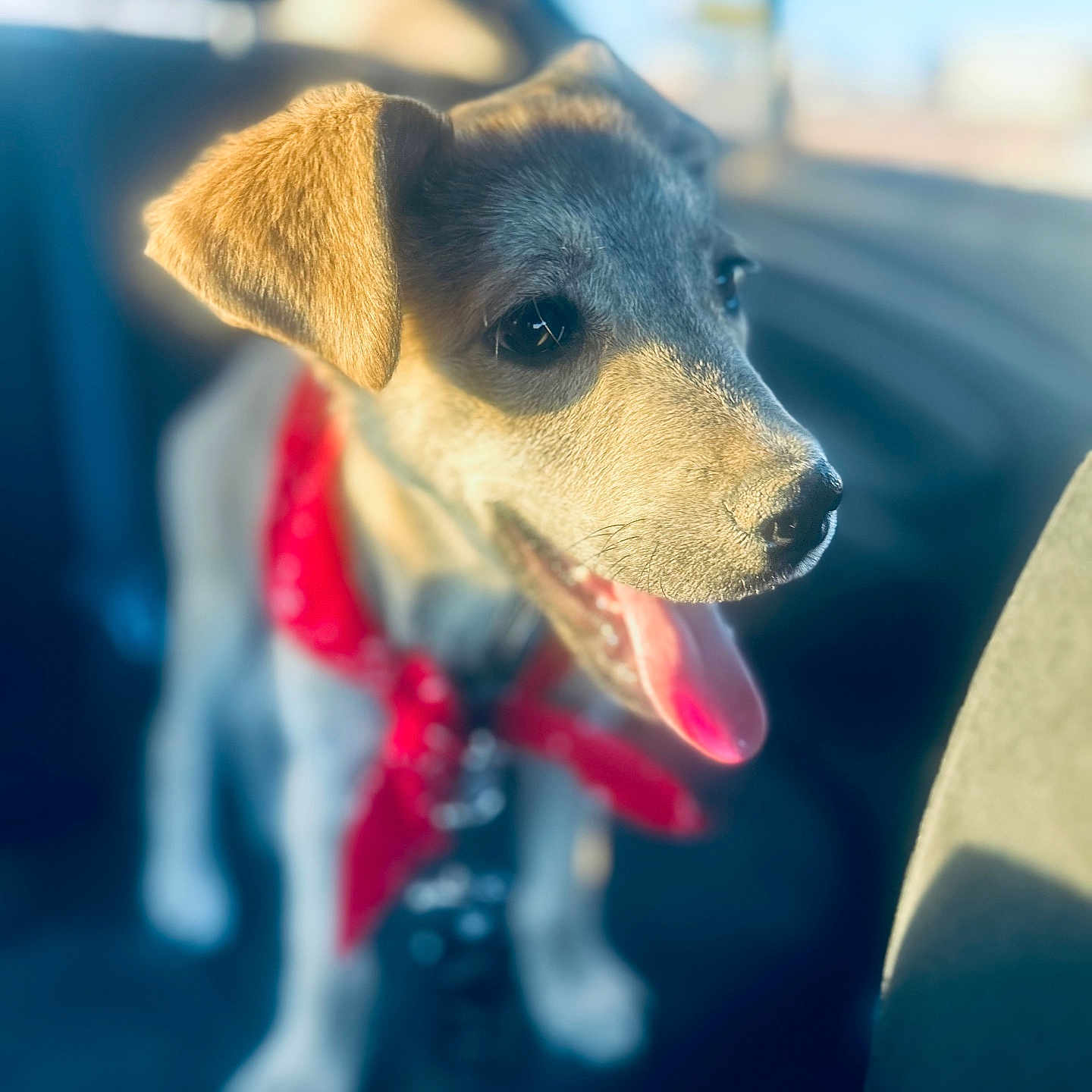 Zeke is registered to the contest to win money with this photo: animal, bright, canine, car_interior, closeup, collar, cute, dog, domestic_animal, fur, happy, pet, puppy, red_bandana, seat, sitting, sunlight, tongue_out, vehicle, young_dog