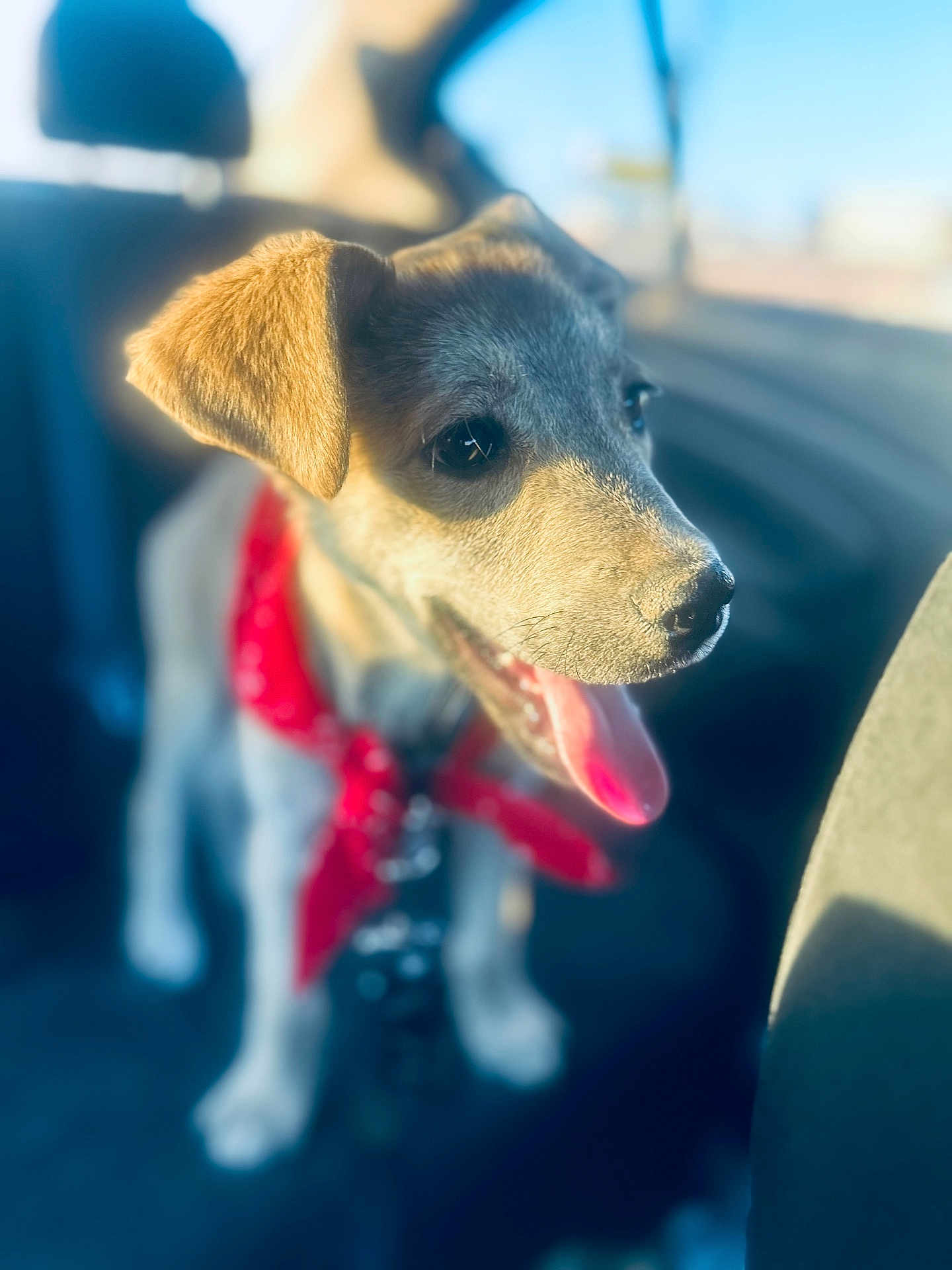 Zeke is registered to the contest to win money with this photo: animal, bright, canine, car_interior, closeup, collar, cute, dog, domestic_animal, fur, happy, pet, puppy, red_bandana, seat, sitting, sunlight, tongue_out, vehicle, young_dog