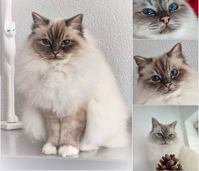 Jerry a rejoint le concours — aidez-le/la à gagner de superbes lots ! art, blue, british_longhair, carnivore, cat, electric_blue, felidae, fur, internet_meme, iris, mammal, paw, photo_caption, small_to_medium_sized_cats, snapshot, snout, terrestrial_animal, vertebrate, whiskers, white