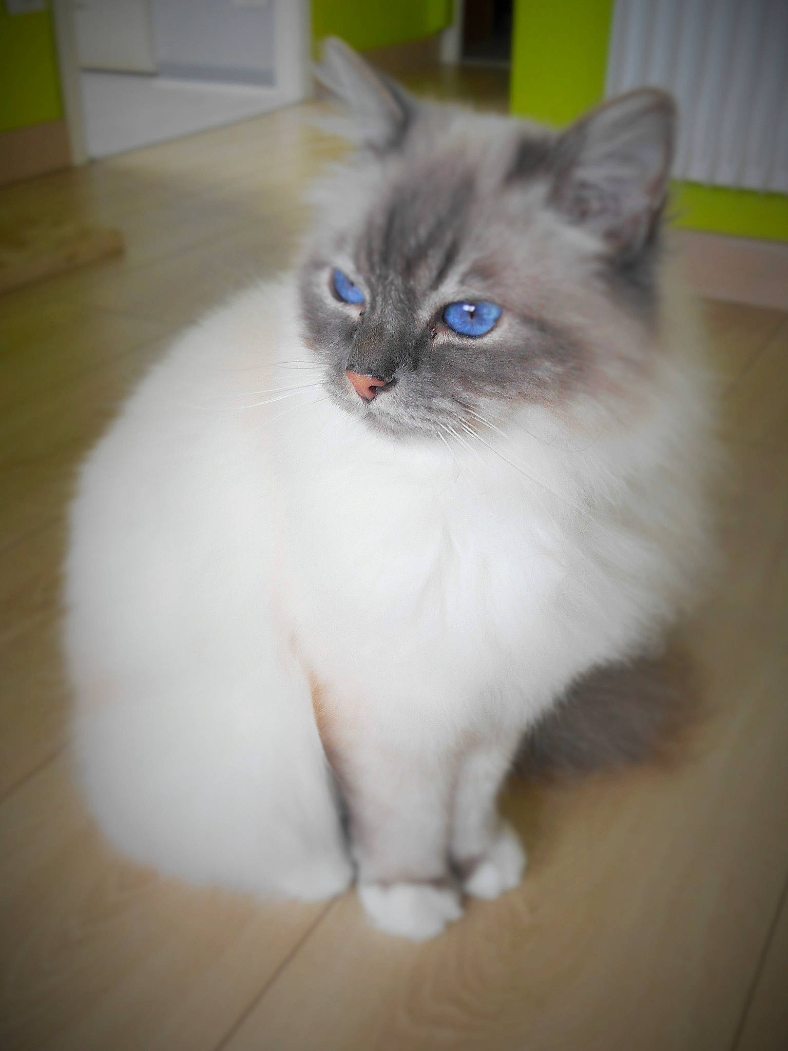Jerry a rejoint le concours — aidez-le/la à gagner de superbes lots ! birman, box, british_longhair, carnivore, cat, electric_blue, eye, fawn, felidae, flooring, fur, hardwood, iris, paw, ragdoll, small_to_medium_sized_cats, snout, tail, whiskers, wood