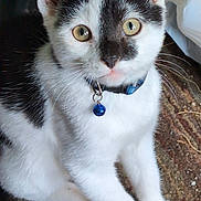 Bagel-Bite joined the competition — help win amazing prizes! kitten, cat, black_and_white, collar, bell, yellow_eyes, sitting, curious, indoor, pet, feline, whiskers, ears, fur, tail, cute, animal, young, domestic, closeup