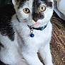 kitten, cat, black_and_white, collar, bell, yellow_eyes, sitting, curious, indoor, pet, feline, whiskers, ears, fur, tail, cute, animal, young, domestic, closeup