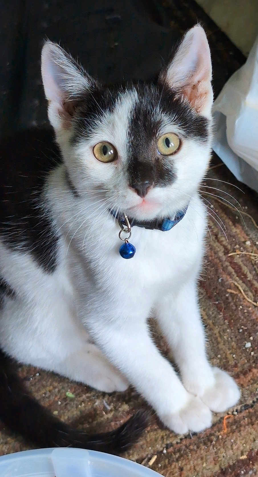 Bagel-Bite joined the competition — help win amazing prizes! kitten, cat, black_and_white, collar, bell, yellow_eyes, sitting, curious, indoor, pet, feline, whiskers, ears, fur, tail, cute, animal, young, domestic, closeup