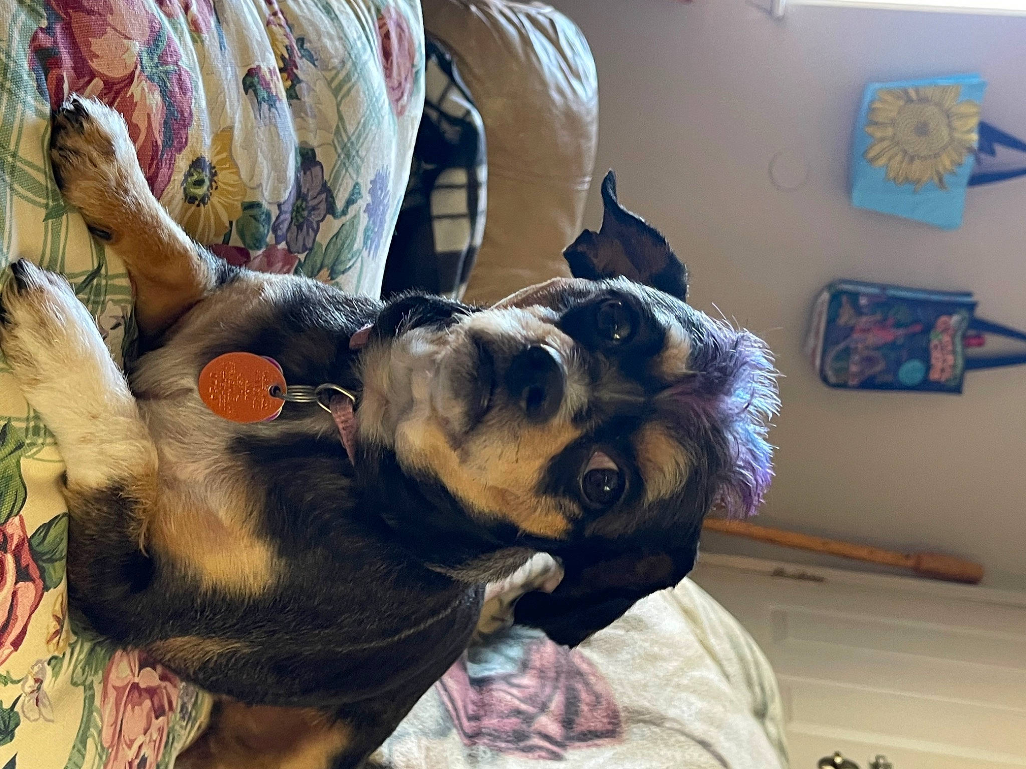 Ruby is registered to the contest to win money with this photo: canidae, carnivore, comfort, companion_dog, couch, dog, dog_breed, ear, fawn, fur, guard_dog, picture_frame, puppy, room, snout, tail, toy_dog, whiskers, working_animal, working_dog