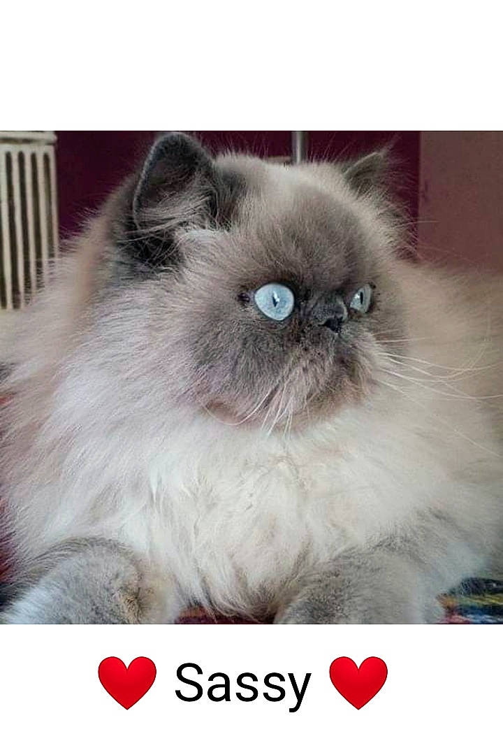 Sassy participe au concours pour gagner de l'argent avec cette photo : birman, carnivore, cat, event, felidae, font, fur, happy, magenta, photo_caption, ragdoll, siamese, small_to_medium_sized_cats, snout, whiskers