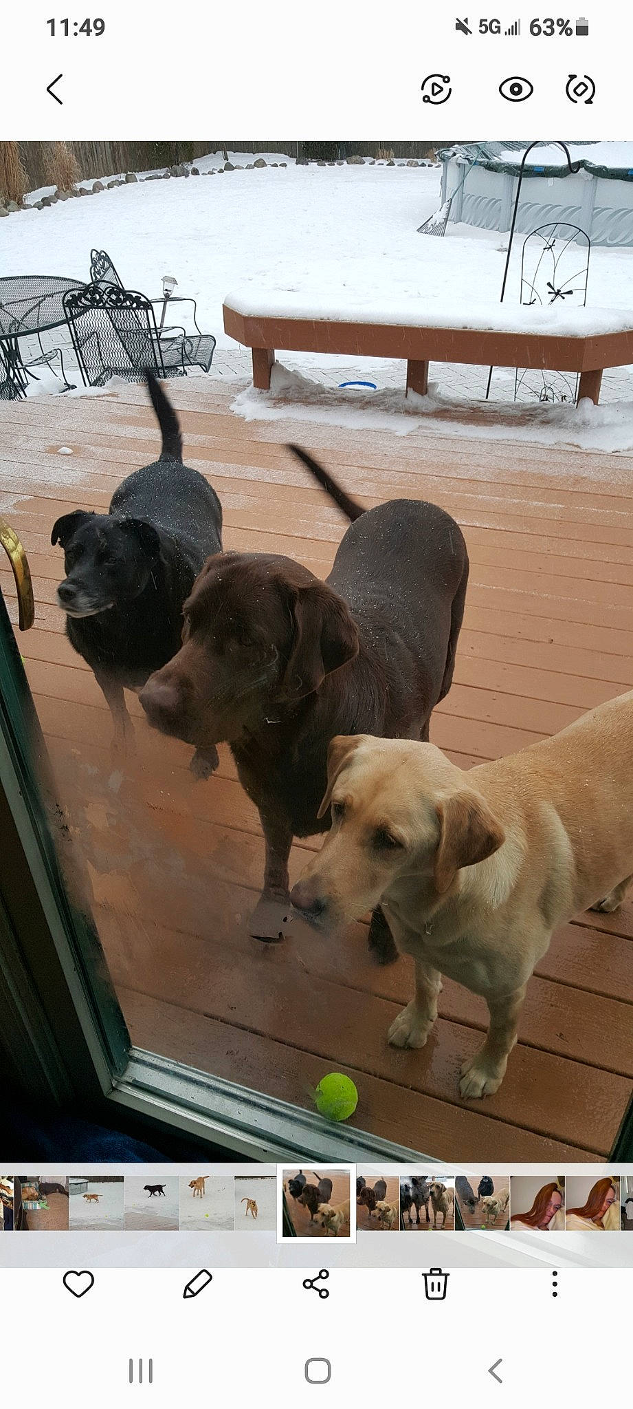 Mollie Brooklyn Forest is registered to the contest to win money with this photo: ball, canidae, carnivore, companion_dog, dog, dog_breed, fawn, floor, flooring, guard_dog, gun_dog, hardwood, liver, outdoor_furniture, retriever, sporting_group, tail, tennis_ball, wood, working_animal