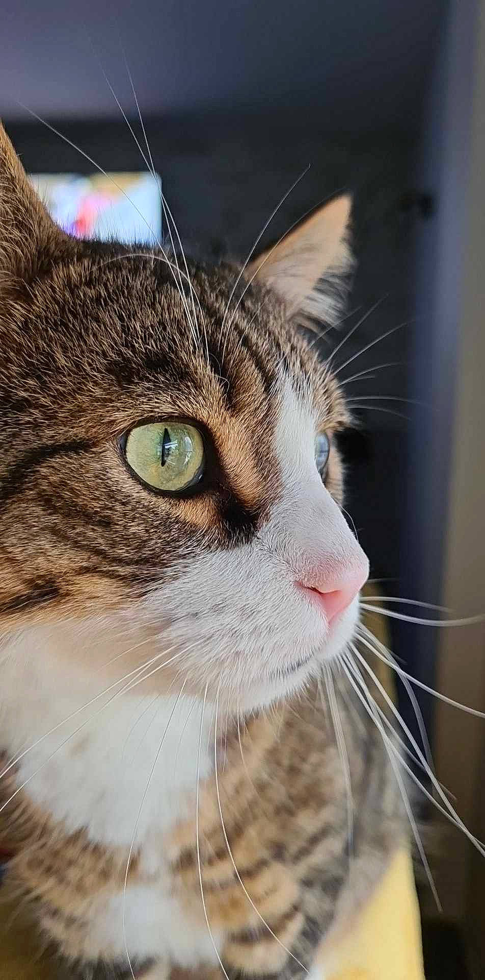 Croquette participe au concours pour gagner de l'argent avec cette photo : carnivore, cat, domestic_short_haired_cat, ear, eye, felidae, fur, grass, hair, head, human_body, plant, small_to_medium_sized_cats, snout, terrestrial_animal, tree, whiskers, wildlife, window