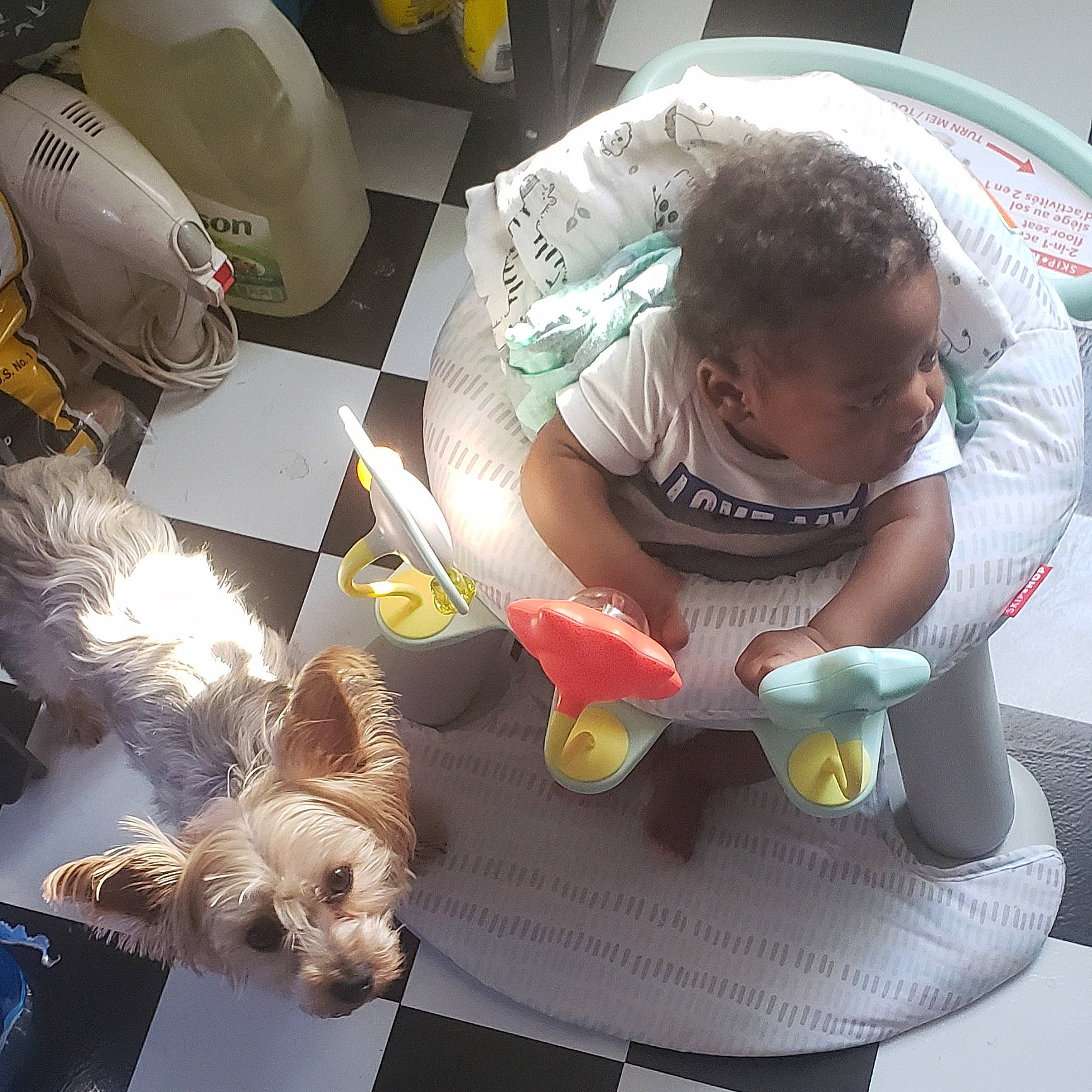 Rosebud joined the competition — help win amazing prizes! canidae, carnivore, child, companion_dog, dog, ear, maltese, puppy, puppy_love, sporting_group, toddler, toy_dog