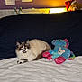 Maya participe au concours pour gagner de l'argent avec cette photo : cat, feline, pet, bed, blanket, stuffed_unicorn, plush_toy, teddy_bear, pillow, bedroom, wall_photos, photographs, nightlight, lamp, cozy, fur, whiskers, toy, portrait, sitting