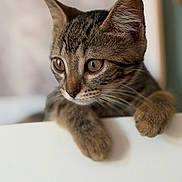 Zelda a rejoint le concours — aidez-le/la à gagner de superbes lots ! cat, kitten, tabby, pet, animal, whiskers, ears, paws, closeup, curious, cute, feline, indoor, young, mammal, portrait, soft_focus, brown, striped, domestic
