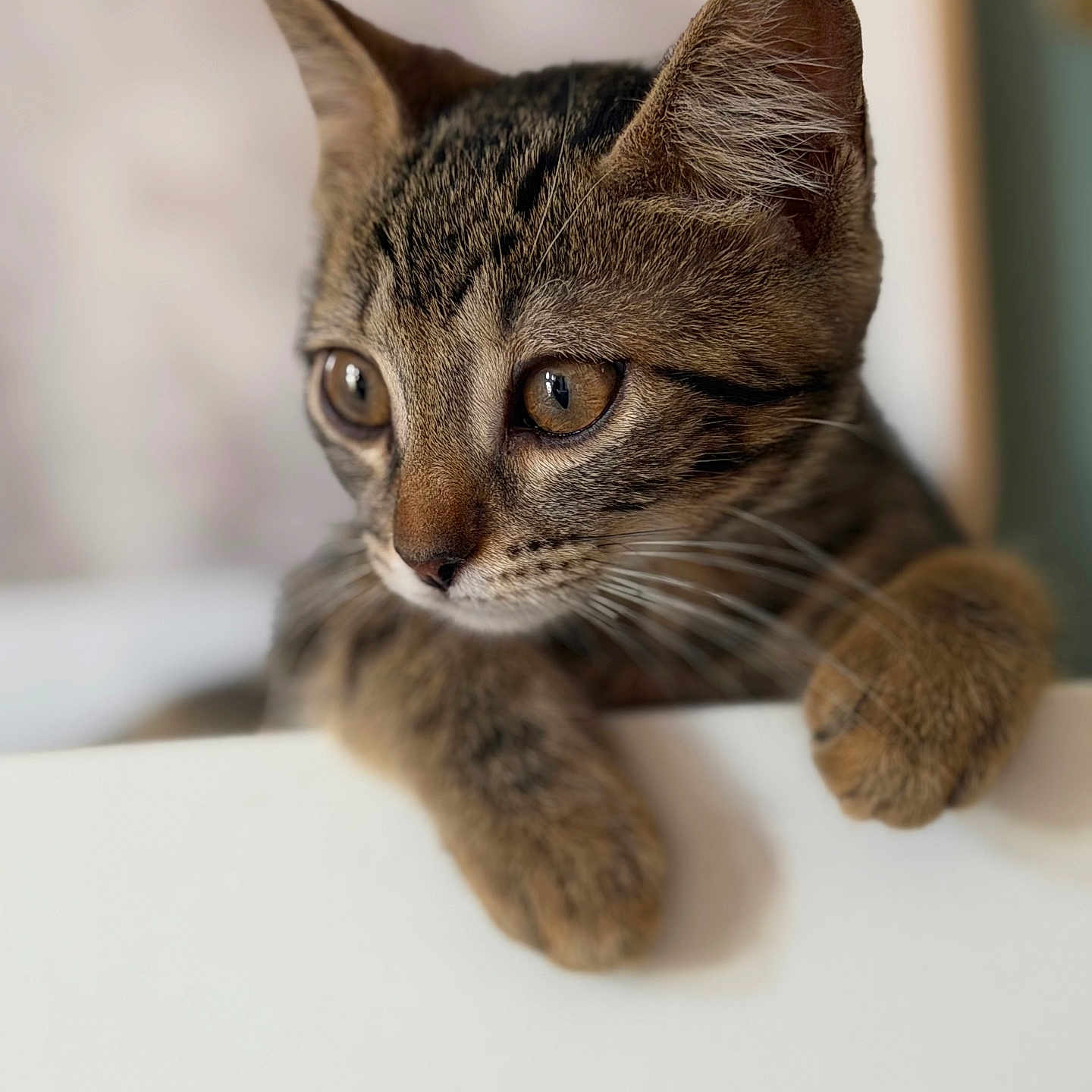 Zelda a rejoint le concours — aidez-le/la à gagner de superbes lots ! cat, kitten, tabby, pet, animal, whiskers, ears, paws, closeup, curious, cute, feline, indoor, young, mammal, portrait, soft_focus, brown, striped, domestic