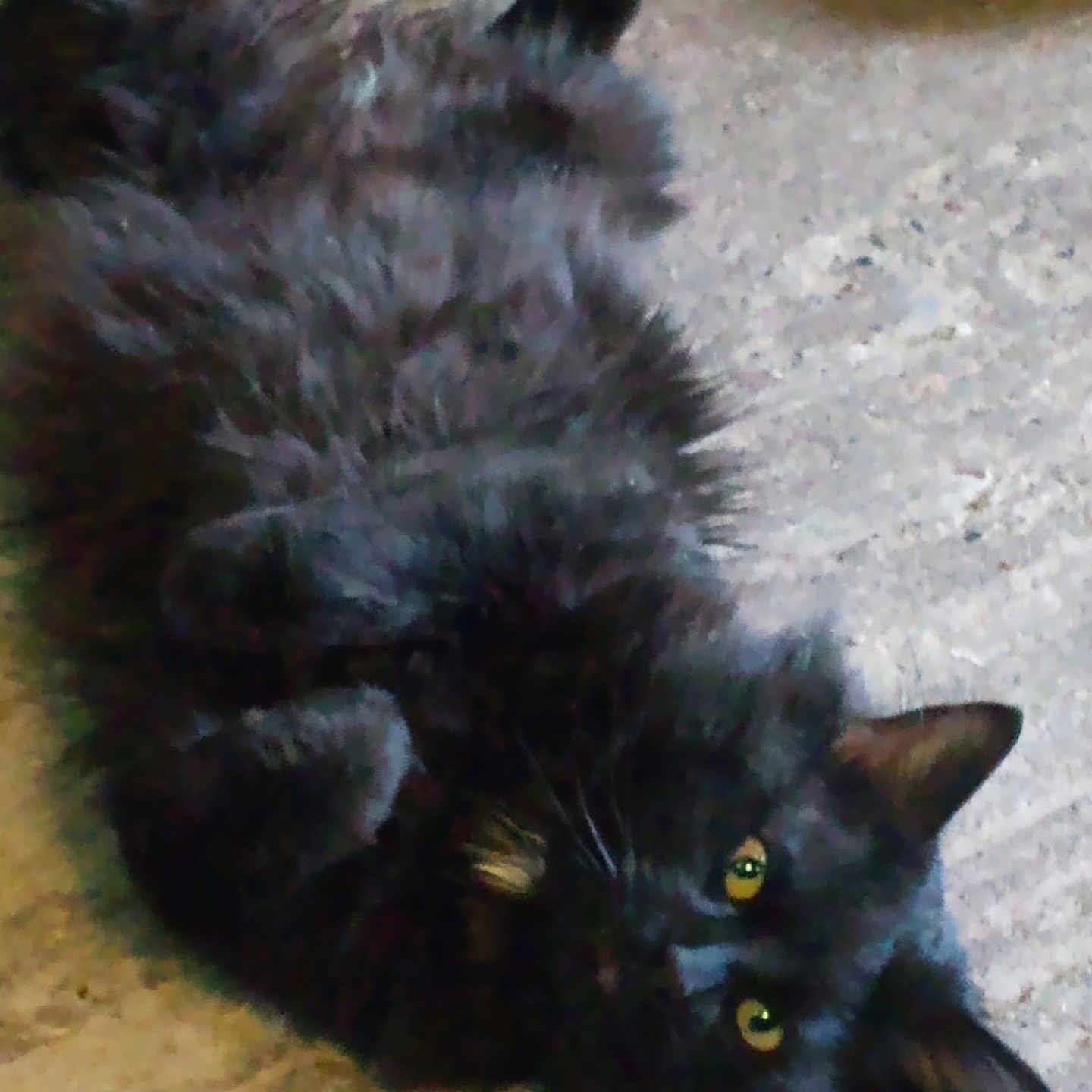 Sparta is registered to the contest to win money with this photo: angora, animal, blackcat, cat, kitten, manx, pet