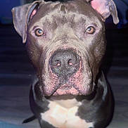 Ace is registered to the contest to win money with this photo: dog, pitbull, pet, closeup, portrait, muzzle, nose, eyes, ears, black_coat, white_chest, short_fur, indoor, flash, staring, sitting, floor, doorway, domestic, cute