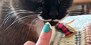 Emma joined the competition — help win amazing prizes! cat, feline, close_up, whiskers, paw, finger, nail_polish, teal_nail_polish, indoor, blanket, knit_blanket, curious, pet, domestic_animal, fur, sniffing, table, wooden_furniture, home, cozy