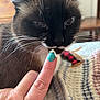 cat, feline, close_up, whiskers, paw, finger, nail_polish, teal_nail_polish, indoor, blanket, knit_blanket, curious, pet, domestic_animal, fur, sniffing, table, wooden_furniture, home, cozy