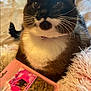 Emma is registered to the contest to win money with this photo: cat, pet, close_up, brown, white, whiskers, fur, bed, blanket, cat_treats, package, soft_texture, indoor, curious, alert, feline, domestic_animal, resting, collar, pink