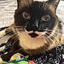 Emma is registered to the contest to win money with this photo: cat, siamese_cat, close_up, toy, plush_turtle, plush_strawberry, blanket, whiskers, blue_eyes, face, pet, indoor, curious, fur, animal, mammal, patterned_blanket, resting, soft_light, domestic_cat