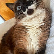 Emma is registered to the contest to win money with this photo: cat, siamese_cat, blue_eyes, fur, whiskers, close_up, bed, white_sheets, wooden_door, indoor, pet, animal, lying_down, face, expression, fluffy, mammal, domestic_animal, feline, relaxed