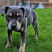 Odin is registered to the contest to win money with this photo: puppy, dog, grass, outdoor, young, pet, animal, cute, ears, fur, nature, green, closeup, canine, backyard, walking, portrait, playful, adorable, mammal