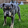 puppy, dog, grass, outdoor, young, pet, animal, cute, ears, fur, nature, green, closeup, canine, backyard, walking, portrait, playful, adorable, mammal