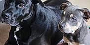 Odin is registered to the contest to win money with this photo: dog, puppy, black_dog, gray_dog, indoor, carpet, couch, pets, animal, cute, laying_down, fur, canine, companion, young_dog, relaxed, domestic, friendship, mammal, portrait