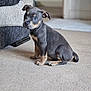 Odin joined the competition — help win amazing prizes! puppy, dog, indoor, carpet, couch, pet, cute, brown, black, small, young, animal, domestic, sitting, floor, house, curious, ears, fur, looking