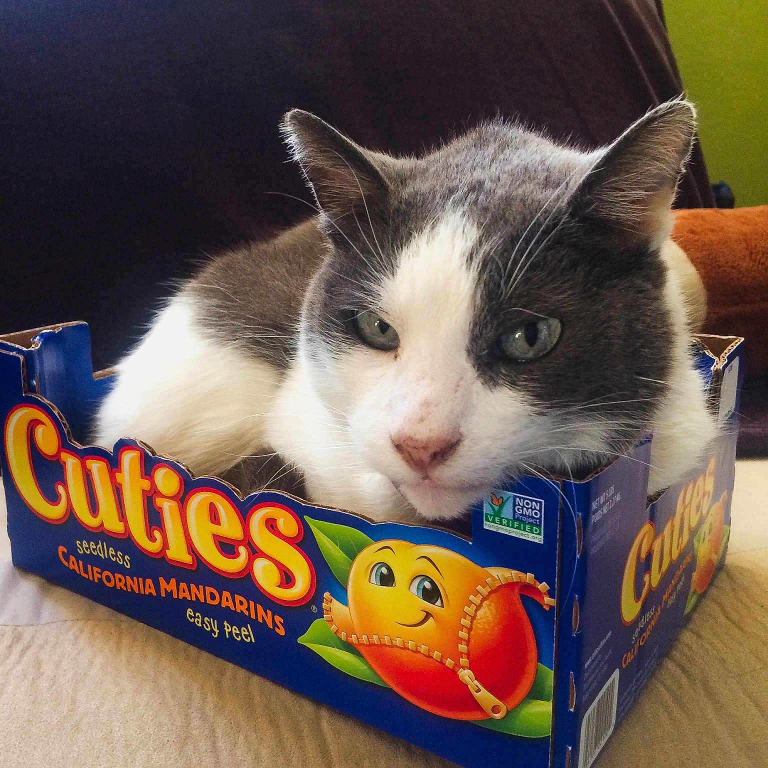 Snuffles