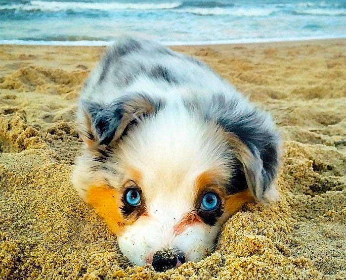 Lev is registered to the contest to win money with this photo: australian_collie, australian_shepherd, canidae, carnivore, companion_dog, dog, dog_breed, herding_dog, mammal, miniature_australian_shepherd, puppy, sporting_group, welsh_sheepdog, working_dog