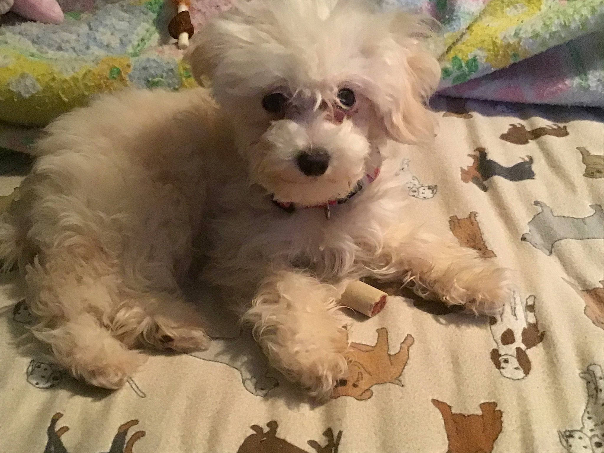 Evie joined the competition — help win amazing prizes! bichon, bichon_frise, bolognese, bolonka, canidae, carnivore, companion_dog, coton_de_tulear, dog, dog_breed, havanese, maltepoo, maltese, mammal, morkie, puppy, schnoodle, toy_poodle, vertebrate, west_highland_white_terrier